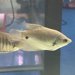 baby giant redtail gourami (osphronemus laticlavius)