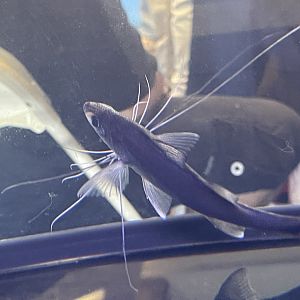 elegant paradise fish (polynemus cf. multifilis)