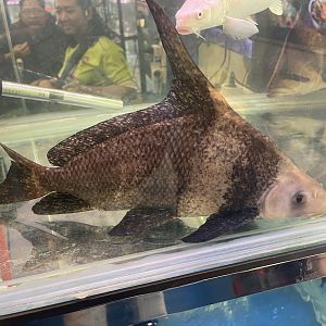 chinese high-fin banded shark (myxocyprinus asiaticus)