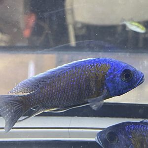 goldfin hap (copadichromis borleyi)