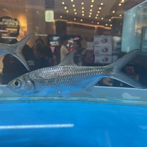 indo-pacific tarpon (megalops cyprinoides)