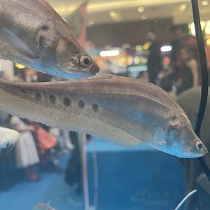 clown featherback (brown morph) (chitala ornata)