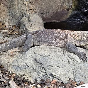 Komodo Dragon - Zoo Knoxville