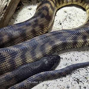 Black-Headed Python - Zoo Knoxville