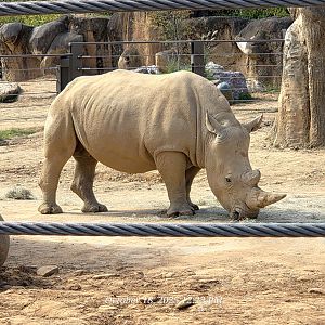 Southern White Rhinoceros - Zoo Knoxville