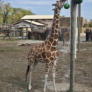 Reticulated Giraffe - Zoo Knoxville