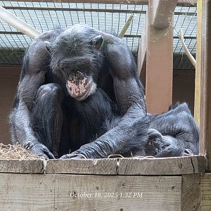 Chimpanzee - Zoo Knoxville