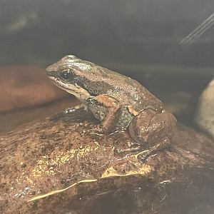 Trinidad Stream Frog