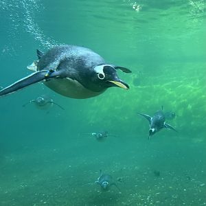 Gentoo Penguins
