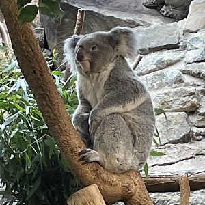 Queensland Koala