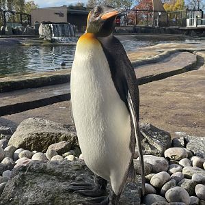 King Penguin