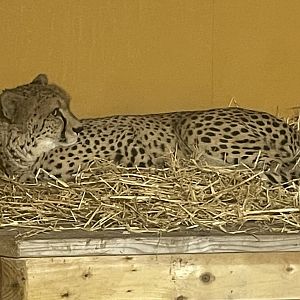 Male Cheetah, Billy