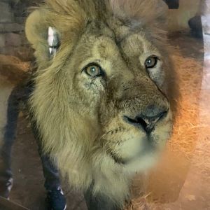 Male Asiatic Lion, Jay