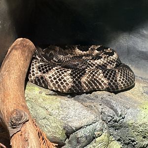 Timber Rattlesnake