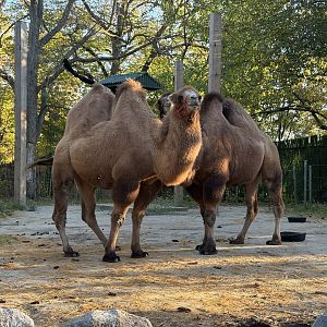 Bactrian Camel