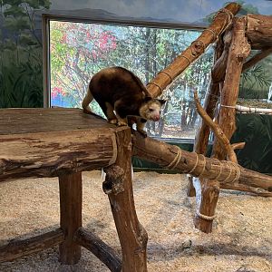 World of Adaptations - Huon Tree Kangaroo