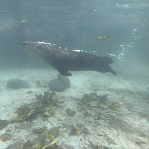 World of Adaptations - North American River Otter