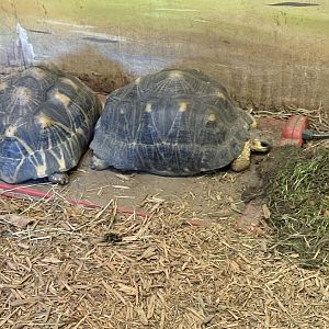 World of Adaptations - Radiated Tortoise