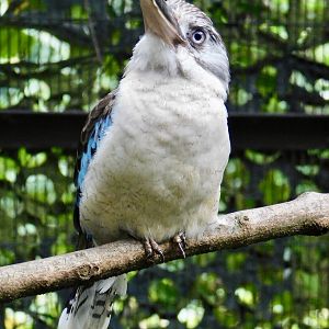 Blue-Winged Kookaburra (Dacelo leachii leachii) November 1, 2025