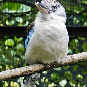 Blue-Winged Kookaburra (Dacelo leachii leachii) November 1, 2025