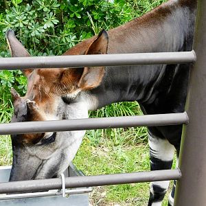 Okapi (Okapia johnstoni) November 1, 2025