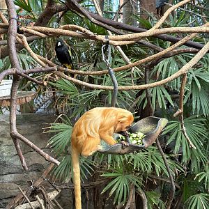 Golden Lion Tamarin