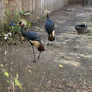 West African Black Crowned Crane