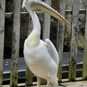 Eastern White Pelican (Pelecanus onocrotalus) November 1, 2025