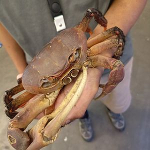 IIPE 2025 - Thai Devil Crab (Cardisoma carnifex)