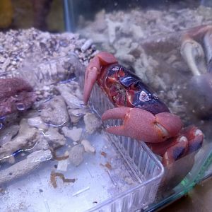 IIPE 2025 - Christmas Island Red Crab (Gecarcoidea natalis)