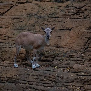 Young markhor