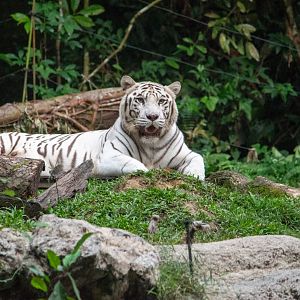 White tiger
