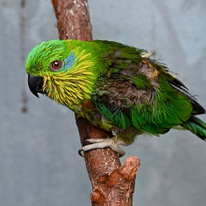 Salvadori's fig parrot