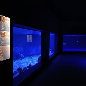 Mediterranean sea aquarium - Centro de visitantes Ses Salines