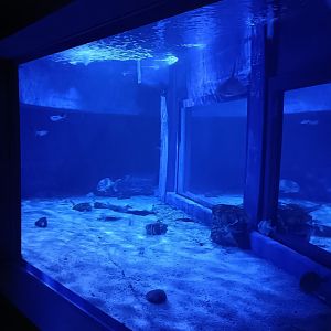 Mediterranean sea aquarium - Centro de visitantes Ses Salines