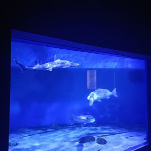 Unknown shark - Centro de visitantes Ses Salines