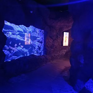 Lobster and Anthias anthias exhibit - Centro de visitantes Ses Salines