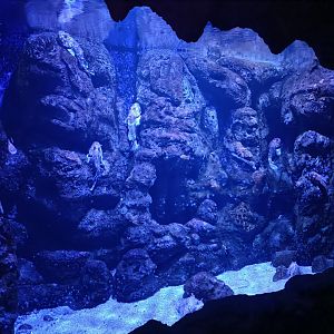 Red scorpionfish exhibit - Centro de visitantes Ses Salines