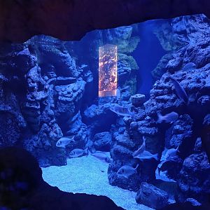 Gilt-head bream exhibit - Centro de visitantes Ses Salines