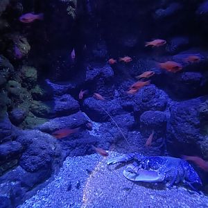 Mediterranean cardinalfish exhibit - Centro de visitantes Ses Salines