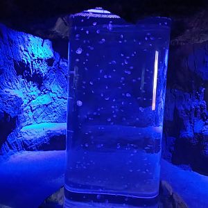 Common jellyfish exhibit - Centro de visitantes Ses Salines