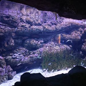 Mediterranean sea aquarium - Centro de visitantes Ses Salines