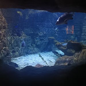 Mediterranean moray exhibit - Centro de visitantes Ses Salines