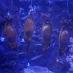 Shark eggs - Centro de visitantes Ses Salines