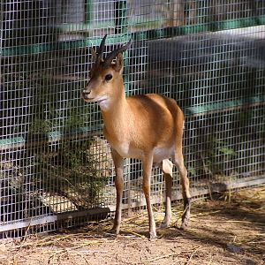Przewalski's Gazelle (Procapra przewalskii)