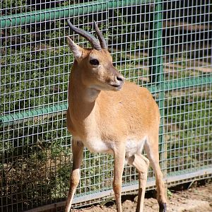 Przewalski's Gazelle (Procapra przewalskii)