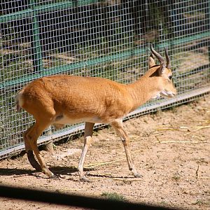 Przewalski's Gazelle (Procapra przewalskii)