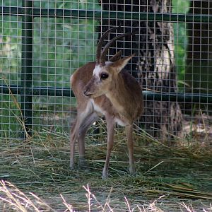 Tibetan Gazelle (Procapra picticaudata)