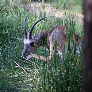 Tibetan Gazelle Scratching