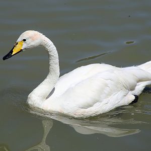 Whooper Swan